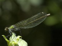 Calopteryx splendens 39, Weidebeekjuffer, Saxifraga-Marijke Verhagen