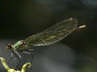 Calopteryx splendens 40, Weidebeekjuffer, Saxifraga-Marijke Verhagen