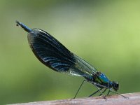 Calopteryx splendens 42, Weidebeekjuffer, Saxifraga-Marijke Verhagen