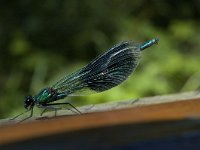 Calopteryx splendens 45, Weidebeekjuffer, Saxifraga-Marijke Verhagen