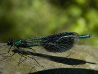 Calopteryx splendens 46, Weidebeekjuffer, Saxifraga-Marijke Verhagen