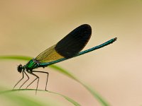 Damselfly on a leaf  Closeup of a Male Banded Demoiselle Dragonfly (Calopteryx splendens) on a Leaf : Banded Demoiselle, Bug, Calopteryx, Calopteryx splendens, Damselfly, Legs, animal, background, beautiful, beauty, biology, body, closeup, color, detail, dof, dragonfly, entomology, environment, eye, fauna, fly, forest, fragility, green, habitat, insect, isolated, leaf, life, long, looking, macro, meadow, natural, nature, one, river, single, slim, small, stick, summer, wild, wildlife