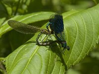 Calopteryx splendens 51, Weidebeekjuffer, Saxifraga-Jan van der Straaten