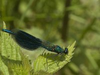 Calopteryx splendens 52, male, Weidebeekjuffer, Saxifraga-Jan van der Straaten