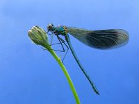 Calopteryx splendens 54, Weidebeekjuffer, Saxifraga-Mark Zekhuis