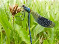 Calopteryx splendens 55, Weidebeekjuffer, Saxifraga-Mark Zekhuis