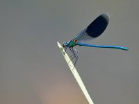 Calopteryx splendens 6, Weidebeekjuffer, Saxifraga-Tom Heijnen