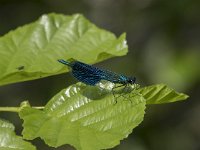 Calopteryx splendens 61, Weidebeekjuffer, Saxifraga-Willem van Kruijsbergen