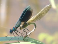 Calopteryx splendens 62, Weidebeekjuffer, Saxifraga-Henk Baptist