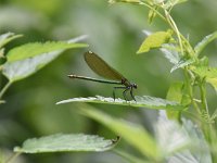 Calopteryx splendens 66, Weidebeekjuffer, Saxifraga-Luuk Vermeer