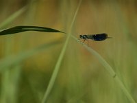 Calopteryx splendens 69, Weidebeekjuffer, Saxifraga-Luuk Vermeer