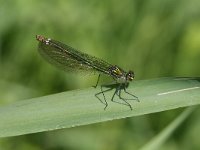 Calopteryx splendens 7, Weidebeekjuffer, female, Vlinderstichting-Tim Termaat