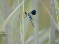 Calopteryx splendens 71, Weidebeekjuffer, Saxifraga-Luuk Vermeer