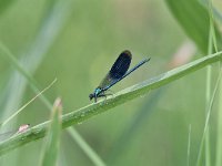 Calopteryx splendens 72, Weidebeekjuffer, Saxifraga-Luuk Vermeer