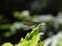 Calopteryx splendens 74, Weidebeekjuffer, Saxifraga-Luuk Vermeer