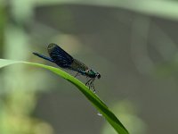 Calopteryx splendens 76, Weidebeekjuffer, Saxifraga-Luuk Vermeer