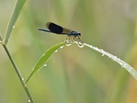 Calopteryx splendens 79, Weidebeekjuffer, Saxifraga-Luuk Vermeer