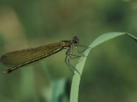 Calopteryx splendens 8, Weidebeekjuffer, female, Vlinderstichting-Harold van den Oetelaar