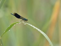 Calopteryx splendens 81, Weidebeekjuffer, Saxifraga-Luuk Vermeer