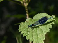 Calopteryx splendens 85, Weidebeekjuffer, Saxifraga-Luuk Vermeer