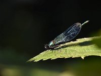 Calopteryx splendens 87, Weidebeekjuffer, Saxifraga-Luuk Vermeer