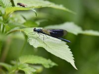 Calopteryx splendens 89, Weidebeekjuffer, Saxifraga-Luuk Vermeer