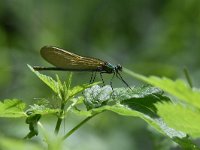 Calopteryx splendens 91, Weidebeekjuffer, Saxifraga-Luuk Vermeer