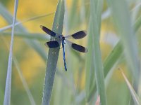 Calopteryx splendens 96, Weidebeekjuffer, Saxifraga-Luuk Vermeer