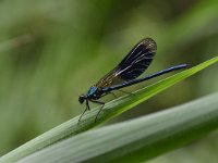 Calopteryx splendens 98, Weidebeekjuffer, Saxifraga-Luuk Vermeer