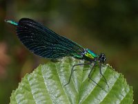 Calopteryx virgo 1, Bosbeekjuffer, Saxifraga-Kees Marijnissen