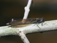 Calopteryx virgo 12, Bosbeekjuffer, female, Vlinderstichting-Tim Termaat