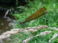 Calopteryx virgo 13, Bosbeekjuffer,female,  Saxifraga-Willem Jan Hoeffnagel