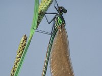 Calopteryx virgo 14, Bosbeekjuffer, female, Saxifraga-Frits Bink