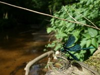 Calopteryx virgo 18, Bosbeekjuffer, habitat, Vlinderstichting-Tim Termaat