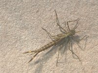 Calopteryx virgo 19, Bosbeekjuffer, larva, Saxifraga-Frits Bink