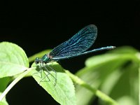 Calopteryx virgo 20, Bosbeekjuffer, male, Vlinderstichting-Tim Termaat