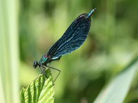 Calopteryx virgo 21, Bosbeekjuffer, male, Vlinderstichting-Tim Termaat