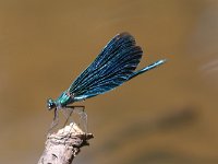 Calopteryx virgo 22, Bosbeekjuffer, male, Vlinderstichting-Tim Termaat