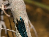 Calopteryx virgo 23, Bosbeekjuffer, male, Vlinderstichting-Tim Termaat