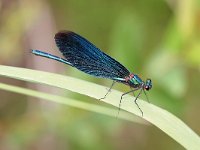 Calopteryx virgo 24, Bosbeekjuffer, male, Vlinderstichting-Tim Termaat