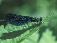 Calopteryx virgo 26, Bosbeekjuffer, male, Saxifraga-Robert Ketelaar