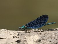 Calopteryx virgo 29, Bosbeekjuffer, male, Saxifraga-Luc Hoogenstein : Achterhoek, Beautiful Demoiselle, Bosbeekjuffer, Chalopterix virgo, Gelderland, Nederland, Winterswijk, beek, blauw, blue, dragonfly, insect, insekt, juffer, june, juni, libel, oever, summer, the Netherlands, water, zomer