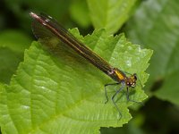 Calopteryx virgo 3, Bosbeekjuffer, Saxifraga-Kees Marijnissen