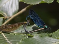 Calopteryx virgo 31, Bosbeekjuffer, tandem, Saxifraga-Luc Hoogenstein : Achterhoek, Beautiful Demoiselle, Bosbeekjuffer, Chalopterix virgo, Gelderland, Nederland, Winterswijk, beek, blauw, blue, dragonfly, insect, insekt, juffer, june, juni, libel, oever, summer, the Netherlands, water, zomer