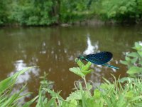 Calopteryx virgo 32, Bosbeekjuffer, Saxifraga-Mark Zekhuis