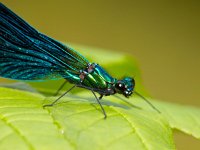 Damselfly on a leaf  Closeup of a Beautiful Demoiselle Dragonfly (Calopteryx virgo) Male on a Leaf : Beautiful Demoiselle, Bug, Damselfly, Legs, animal, background, beautiful, beauty, biology, body, closeup, color, demoiselle, detail, dof, dragonfly, entomology, environment, eye, fauna, fly, fragility, green, insect, isolated, leaf, life, long, looking, macro, natural, nature, one, single, slim, small, stick, summer, wild, wildlife