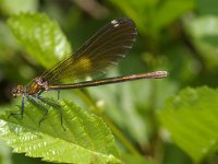 Calopteryx virgo 4, Bosbeekjuffer, Saxifraga-Kees Marijnissen