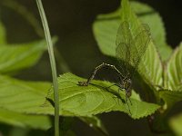 Calopteryx virgo 40, female, Bosbeekjuffer, Saxifraga-Jan van der Straaten