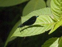 Calopteryx virgo 41, male, Bosbeekjuffer, Saxifraga-Jan van der Straaten