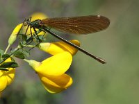 Calopteryx virgo 44, Bosbeekjuffer, Saxifraga-Peter Meininger